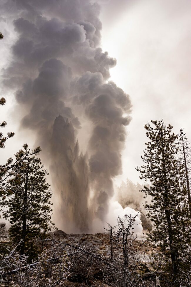 Yellowstone Geyser's Drought Struggle Unveiled by Petrified Trees