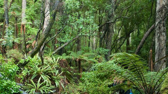 Bid to regain pest-free island for nature