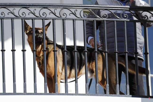 Biden’s dog Commander has bitten Secret Service officers 10 times in four months, records show