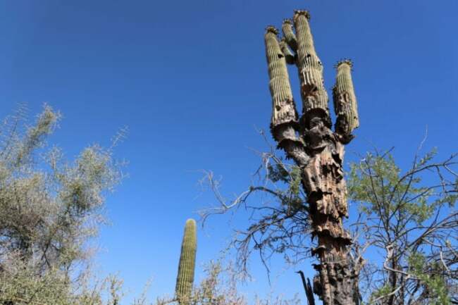 Saguaro cacti collapsing in Arizona extreme heat, scientist says