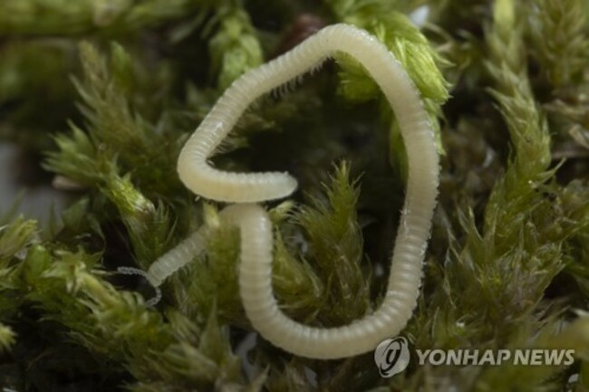 Los Angeles Millipede