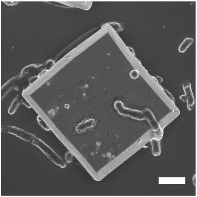 Imaging Reveals Solar-Powered Microbes Converting CO2 to Bioplastic