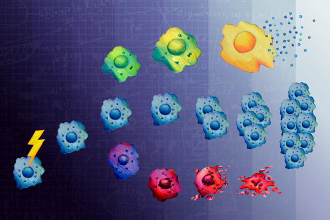 Making sense of cell fate