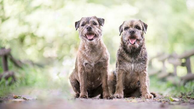 Top Dog Germany – Der beste Hund Deutschlands im TV