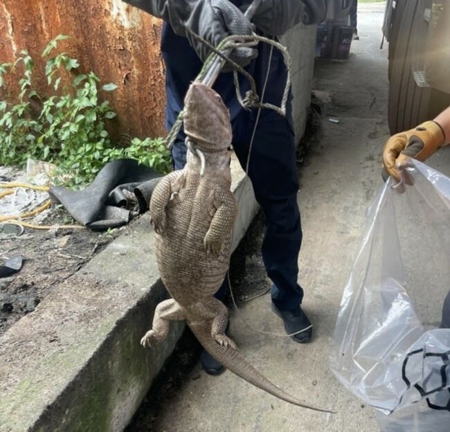 Culprit behind gator scare in Yeongju identified as giant lizard