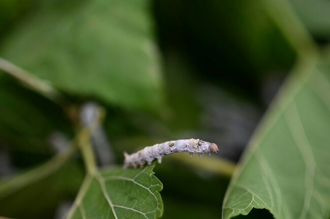 ‘Silk of peace' weaves new bonds in post-quake Turkey