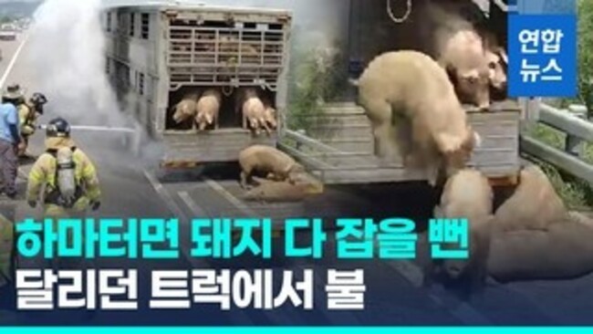 Pigs escaping from burning truck cause traffic shutdown