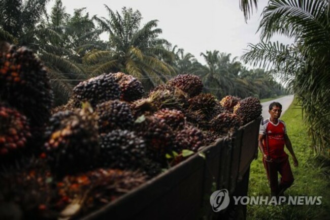 MALAYSIA PHOTO SET PALM OIL