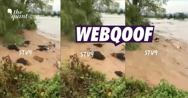 Fact Check of Video of Cattle Washed Away in Tirupati Rains: No, This Video Doesn't Show Cattle Being Washed Away Due to Tirupati Rains