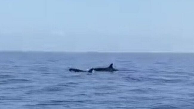 Watch: Pod of orcas in Florida Keys