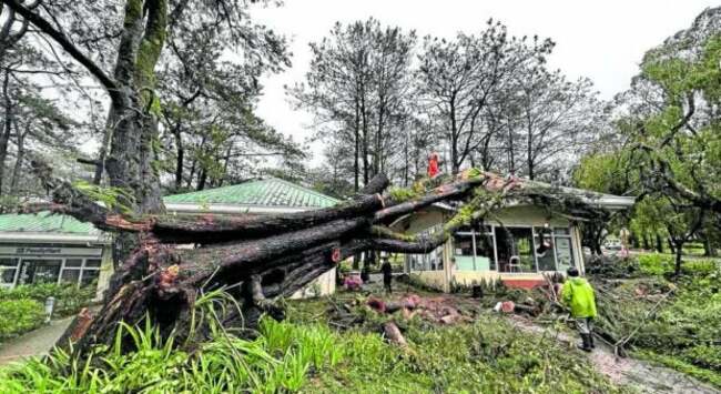 In Baguio, village councils allowed to cut, clear ‘obstructing' trees