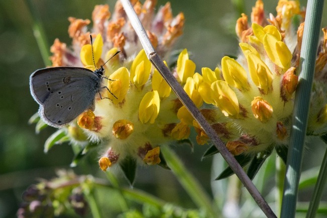 Rare Butterfly Makes Scottish Military Base Home
