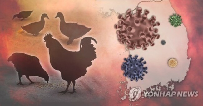 S. Korea reports suspected avian influenza case in cats