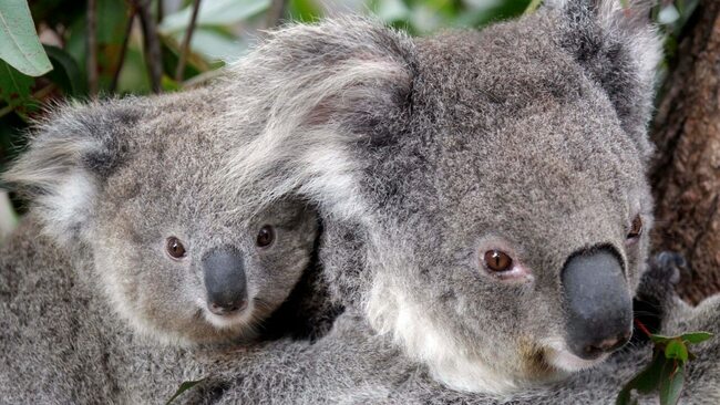 Small property in NSW to help koalas