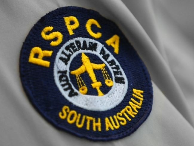 SA Woman Awaits Sentencing for Massive Dog Breeding Operation