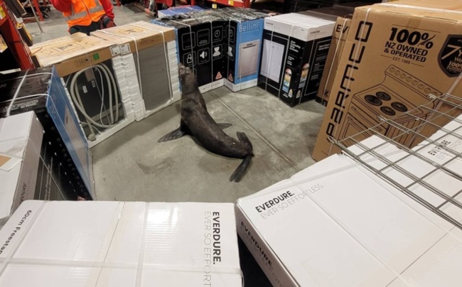 All sealed up: Sea Mammal's surprise morning trip to Bunnings