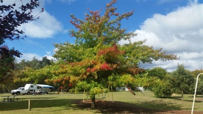 Bookings open for Myrtle Park camp grounds