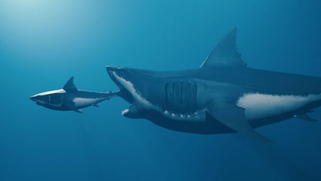 Megalodon: the superpredator that ate its siblings in the womb