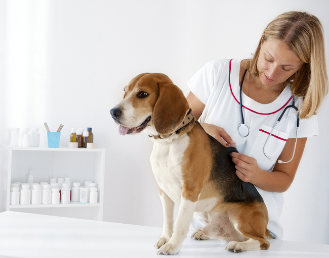 Animal Welfare League NSW to offer mobile Vet Services