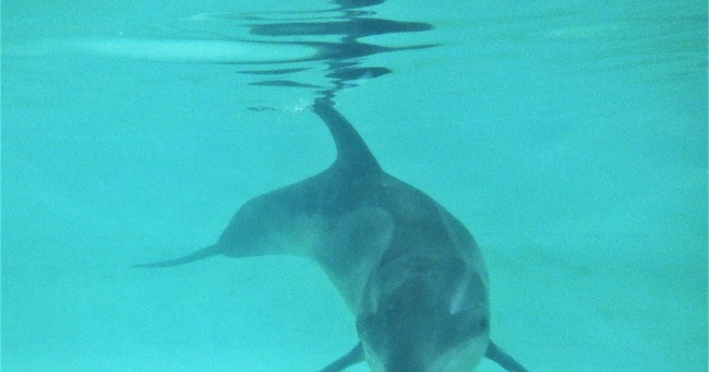 Female Rough-Toothed Dolphin in Rehab After Weekend Rescue in Franklin County