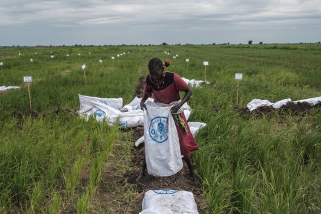 FAO Ramps Up Agri-Food Resilience Amid South Sudan Crises