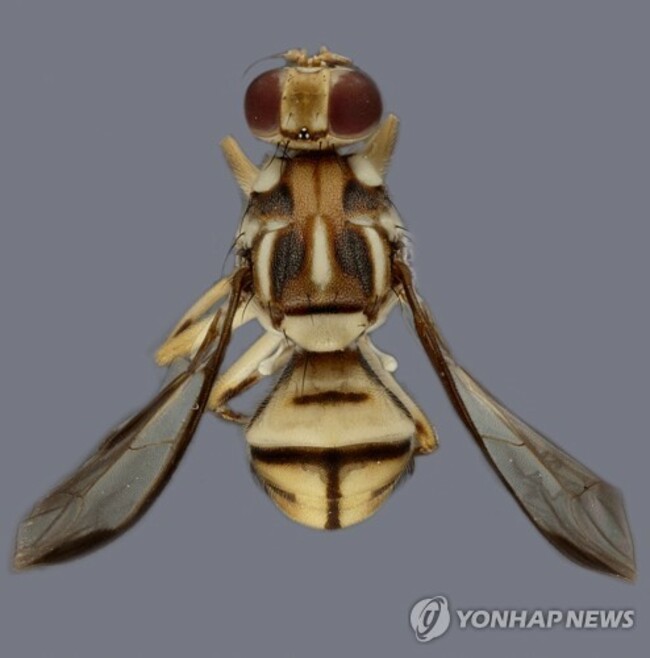California-Invasive Fruit Fly
