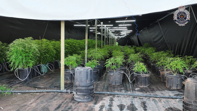 $60 million cannabis seizure, Coonambula and Mount Maria