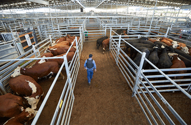 Weekly cattle and sheep market wrap 4 August
