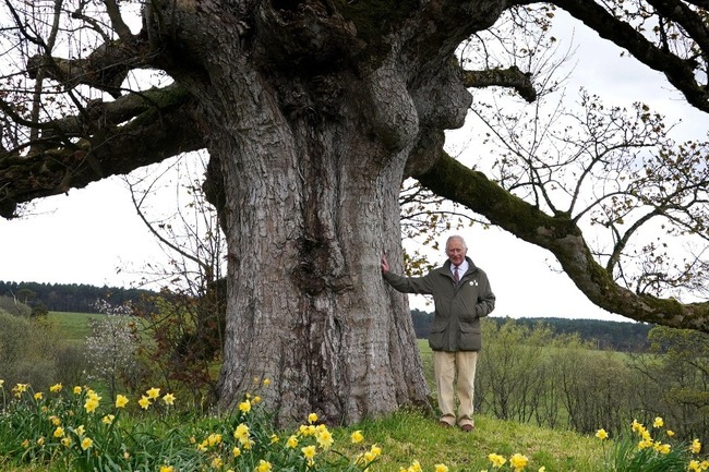 Charles III Coronation Celebrated with Tree Planting