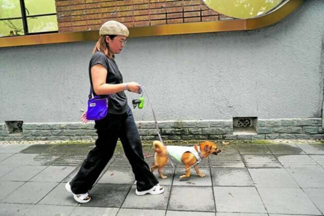 Dogs, cats all dressed up for China summer swelter