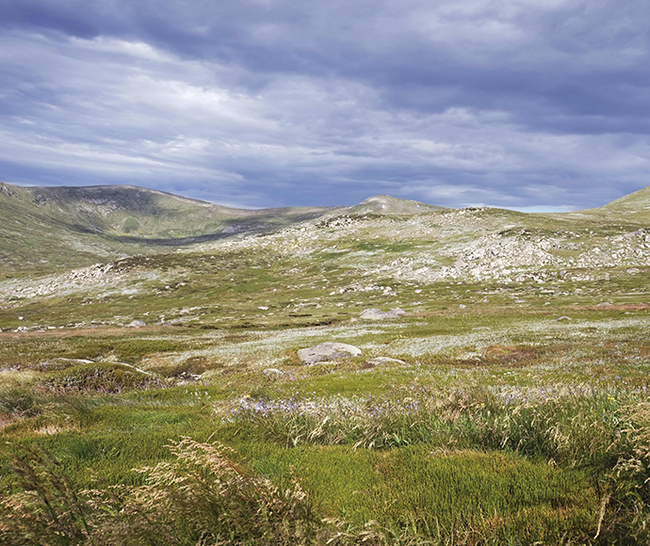 Proposed amendment to Kosciuszko wild horse management
