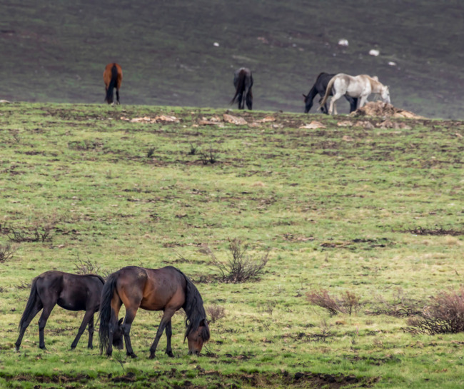NCC Praises Minister Sharpe's Scientific Approach to Feral Horses