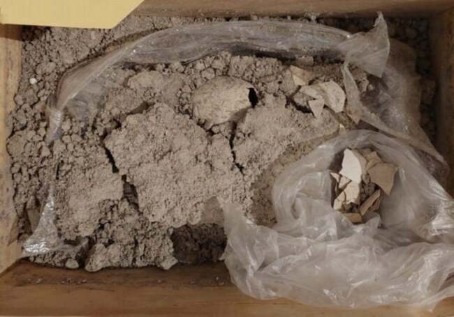 Ancient preserved flamingo egg found in Mexico during airport construction