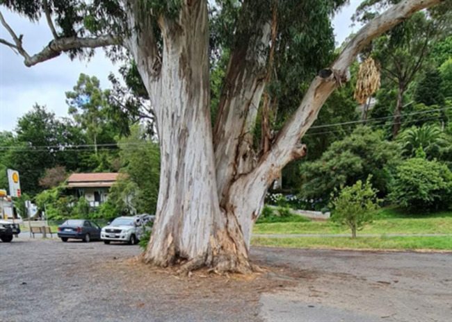 Warburton Tree update 9 August