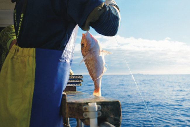 Fishing Industry Seeks Clarity on Hauraki Gulf Trawl Rules
