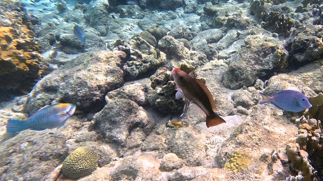 UNM Researchers Explore Planet Changes with SIMReef Project