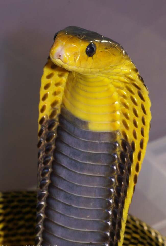 Cobras in the Philippines: What you should know about them