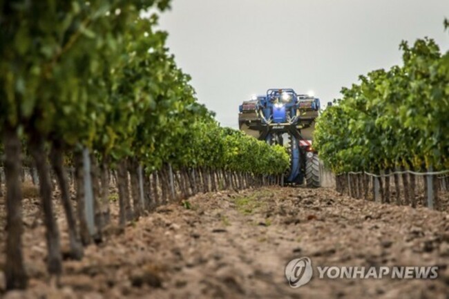 SPAIN WINE HARVEST