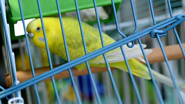 Son of animal hoarder drops off nearly 500 parakeets at animal shelter before Christmas : news