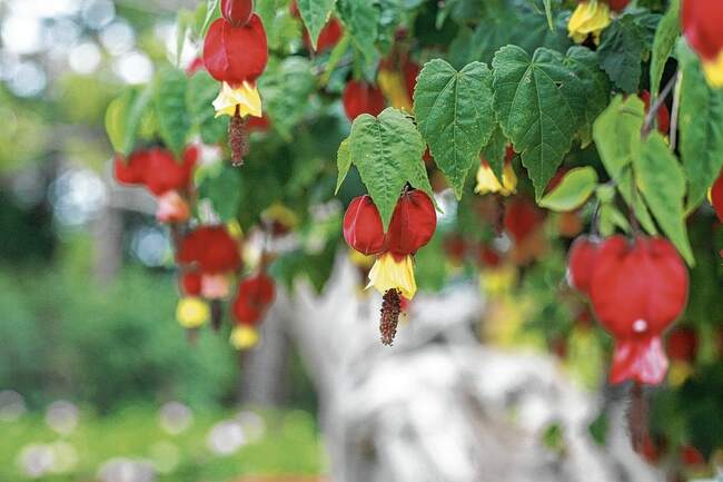 Abutilon is a subtle beauty