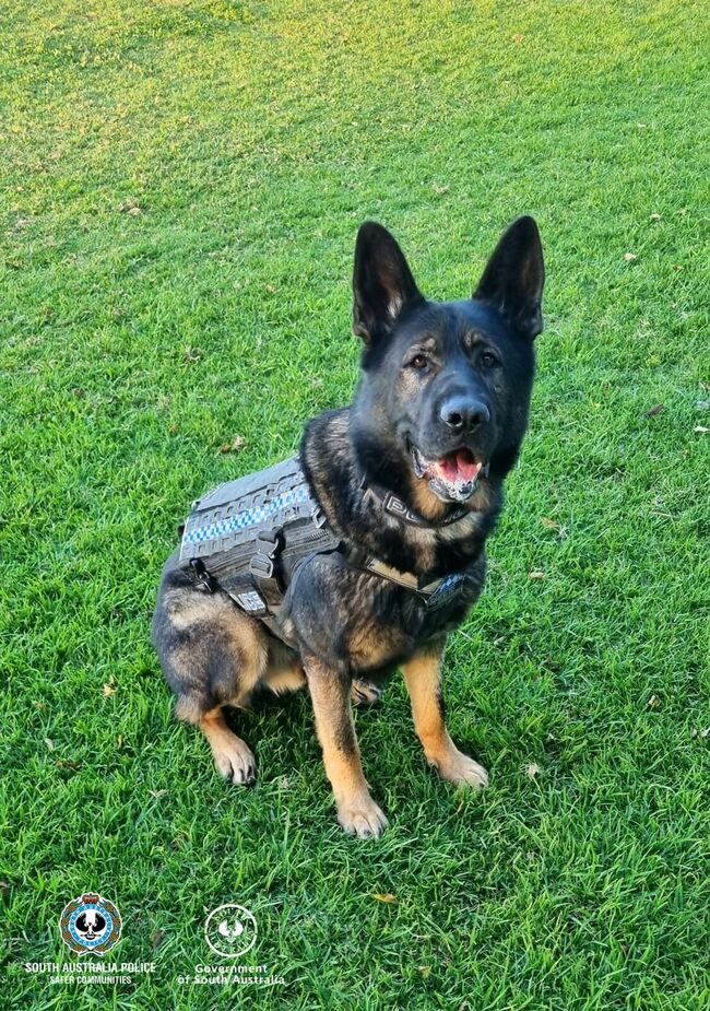 PD Bandit catches runner after vehicle dumped