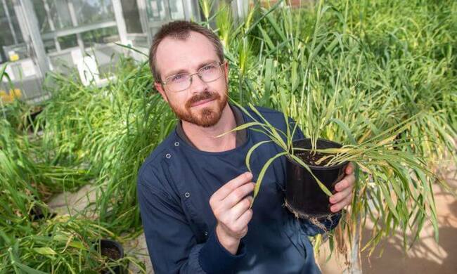 Fungicide resistance detected in Queensland barley