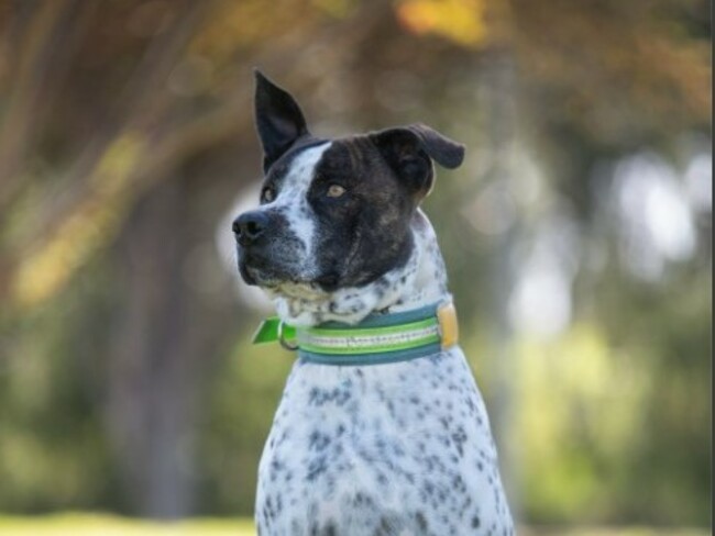 Give furry friend new home