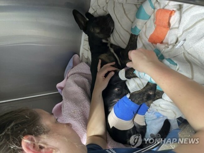 Hawaii Fires Pets
