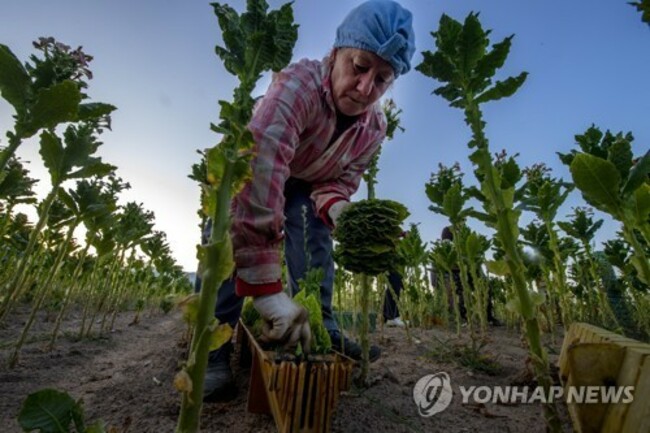 NORTH MACEDONIA TOBACCO AGRICULTURE
