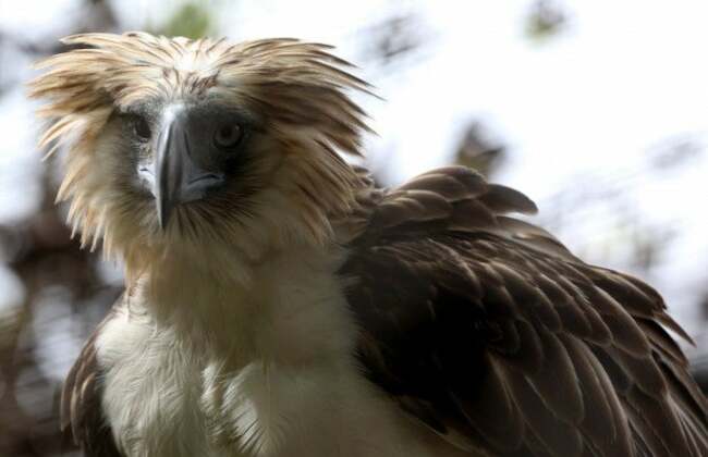 House unanimously passes wildlife conservation bill