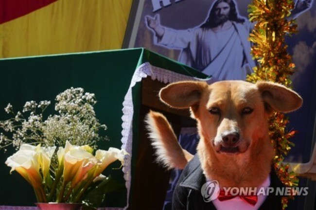 APTOPIX Bolivia Dog Day