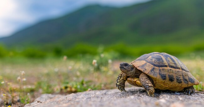 Overlapping Sounds Bolster Memory: Tortoise or Torte?