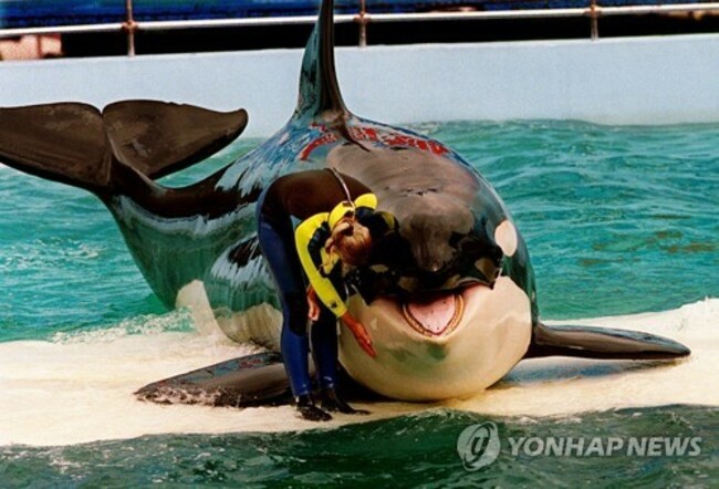 Orca Death Lolita