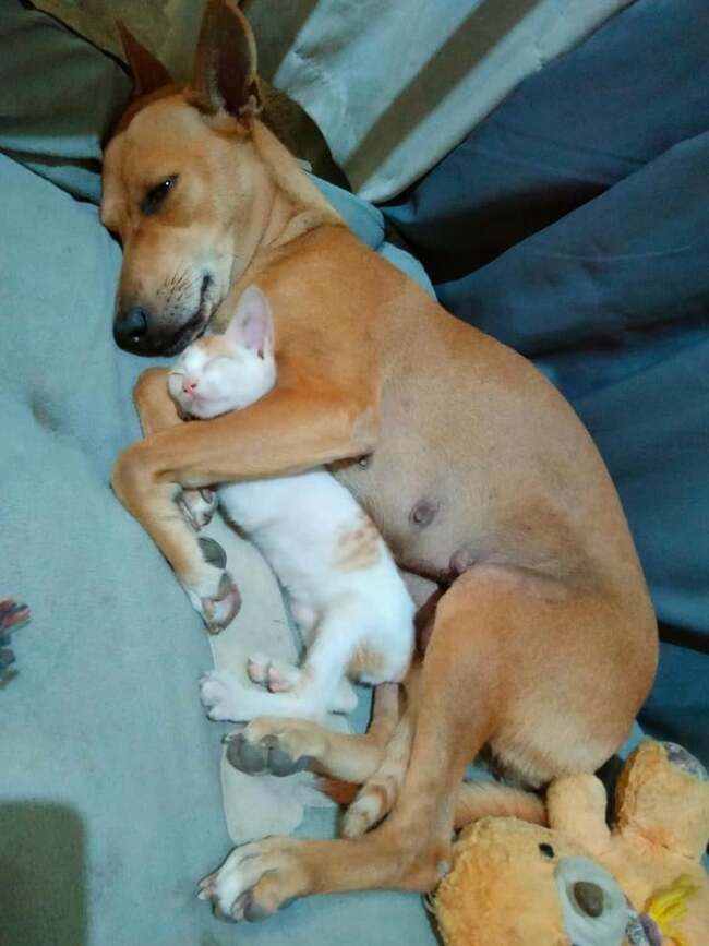 National Aspin Day: From stray to ‘Bae', ka-Siloys show love for their fur babies